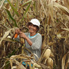 फ़िलीपीन्स में मक्का की खेती में महिला किसान. वहाँ टिकाऊ फ़सल के उत्पादन की तकनीकें सीख रहे हैं.