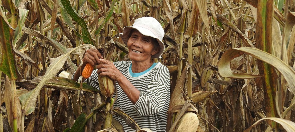 Maize farmers in the Philippines’ Bukidnon Province are learning how to cultivate the crop more sustainably. (September 2018)