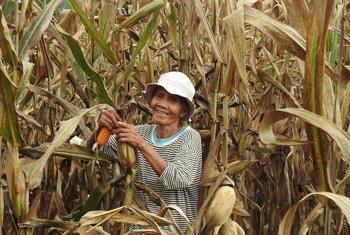 फ़िलीपीन्स में मक्का की खेती में महिला किसान. वहाँ टिकाऊ फ़सल के उत्पादन की तकनीकें सीख रहे हैं.