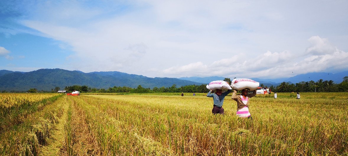 Farmers in the Philippines are learning to adapt to changing climatic conditions and the effects of over-cultivation. (August 2018)