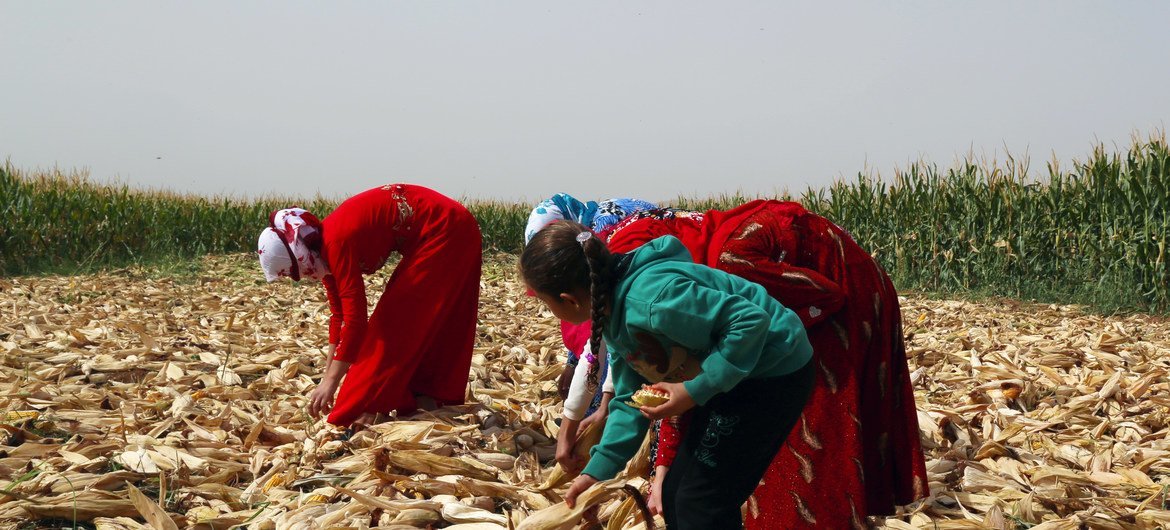 A family of farmers harvests maize in rural Aleppo in Syria. (file)  