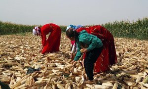 A family of farmers harvests maize in rural Aleppo in Syria. (file)  