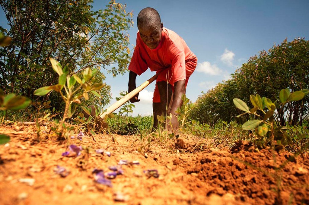 In Kenya’s Siaya District, a farmer cultivates crops to pay for his children's education. 