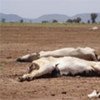 La sécheresse décime le bétail dans la région Somali en Ethiopie.