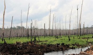 Déforestation en Indonésie.