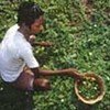 Pumpkin farmer in Calcutta