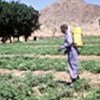 Spraying pesticide in Eritrea