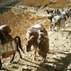 Animals carrying WFP food to Kabul from Pakistan