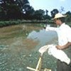 Farmer feeding fish in pond