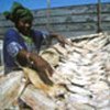 More than 1 billion rely on fish as source of protein