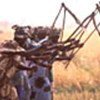 Women harvest fields in the Gambia