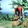 Woman farmer in Haiti harvests cassava