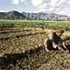 Most Afghans depend on agriculture for their survival