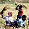 Rice being harvested in Tanzania