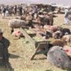 Livestock market in Kabul
