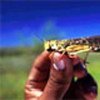 A female locust about to lay its eggs