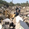 伊朗2003年地震后废墟