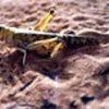 Female desert locust in process of laying eggs