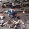 Ducks sold at poultry market in Hanoi