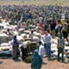 Food distribution in Ethiopia's Hartisheik camp