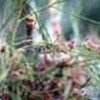 Desert locusts are particularly voracious