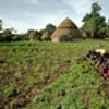 Women farmers weeding maize plantation in Guinea