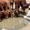 Community livestock initiatives supported by FAO