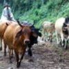 A farmer herds his cattle in Honduras
