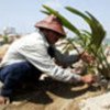 Planting of coconut trees in Banda Aceh
