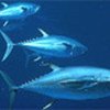 Bluefin tuna is overexploited in the Mediterranean