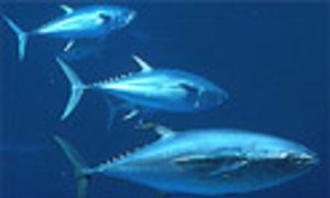 В Средиземном море вылавливают чрезмерное количество синего тунца