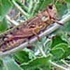 Locusts are nearly invisible amid damaged foliage
