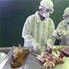 印尼筛查禽流感病毒