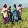 A group of displaced women in West Darfur