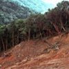 Forest resources continue to be lost/degraded