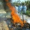 Burning chicken carcasses