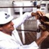 Examination at a slaughterhouse in Uruguay