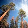 Forests store CO2 helping alleviate climate change