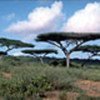 Acacia woodland in central Somalia