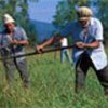 Farmers scything grass in Georgia