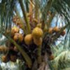 South sea island coconuts