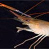 Most farmed shrimp comes from developing countries