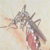 Transmisordel dengue