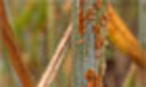 Wheat stem rust