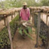 UNHCR's nursery in Kenya's Kakuma camp