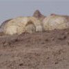 Huts in Andoli, village in northern Djibouti
