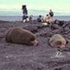 Fur seal Grotos on James Island, Galapagos
