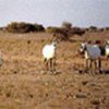 Arabian Oryx Sanctuary