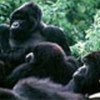 Gorilas enParque Virunga
