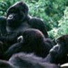 Mountain gorillas